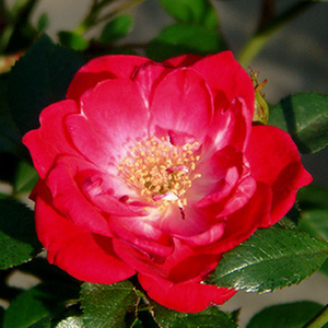 Fairy Rouge - Vrtnica - www.nikarose.si